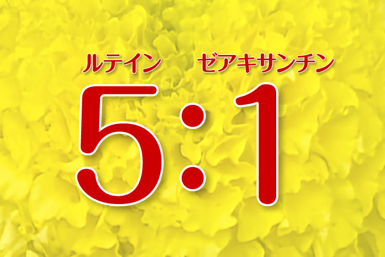 ルテインとゼアキサンチンを黄金比「5：1」