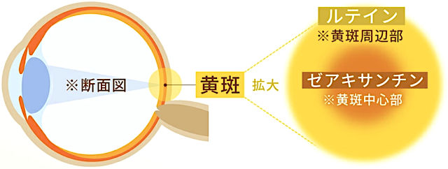 人間の目の網膜に存在する「黄斑部」の構造